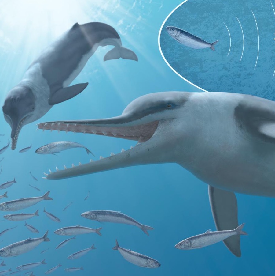 Ancient whales had ultrasonic hearing