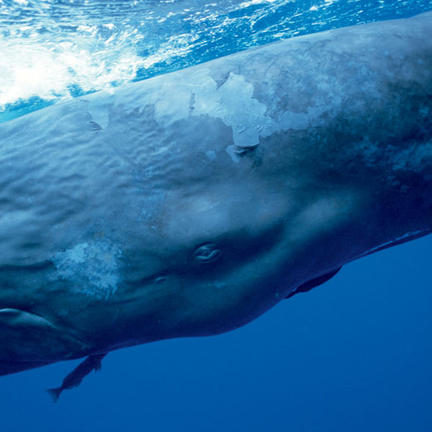 Why the sperm whale has a huge head