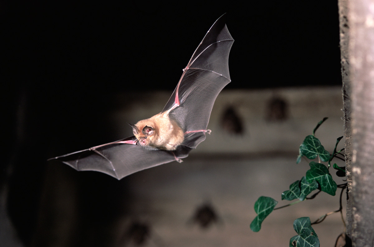 Why bats crash into buildings