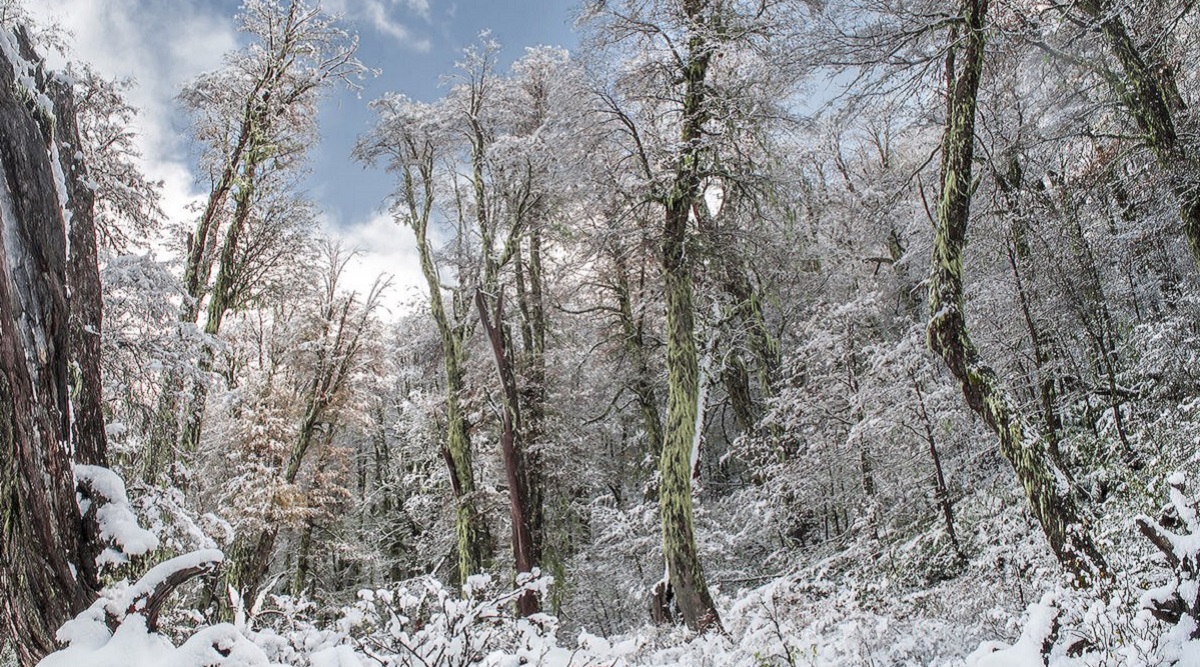 Tree diversity not just in rainforests