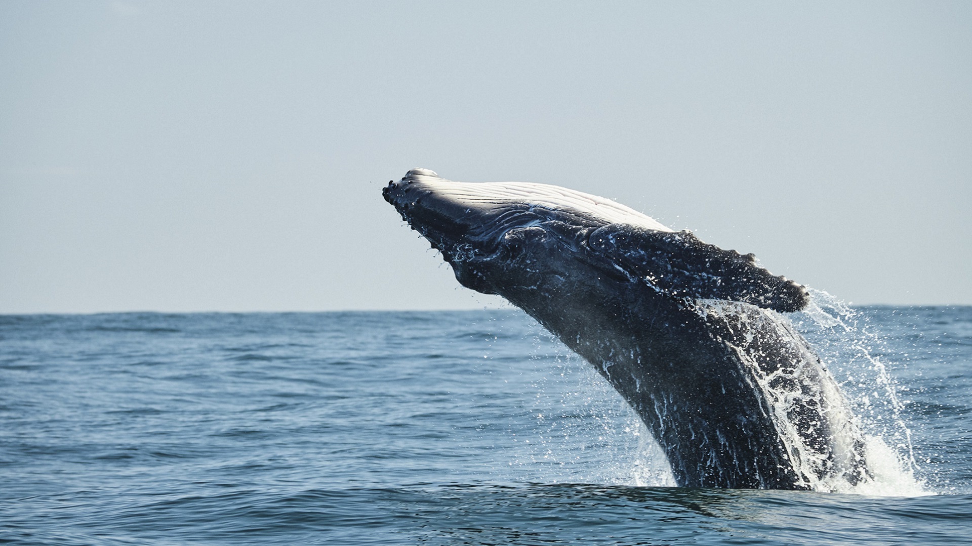 Migration: impact on whales’ health