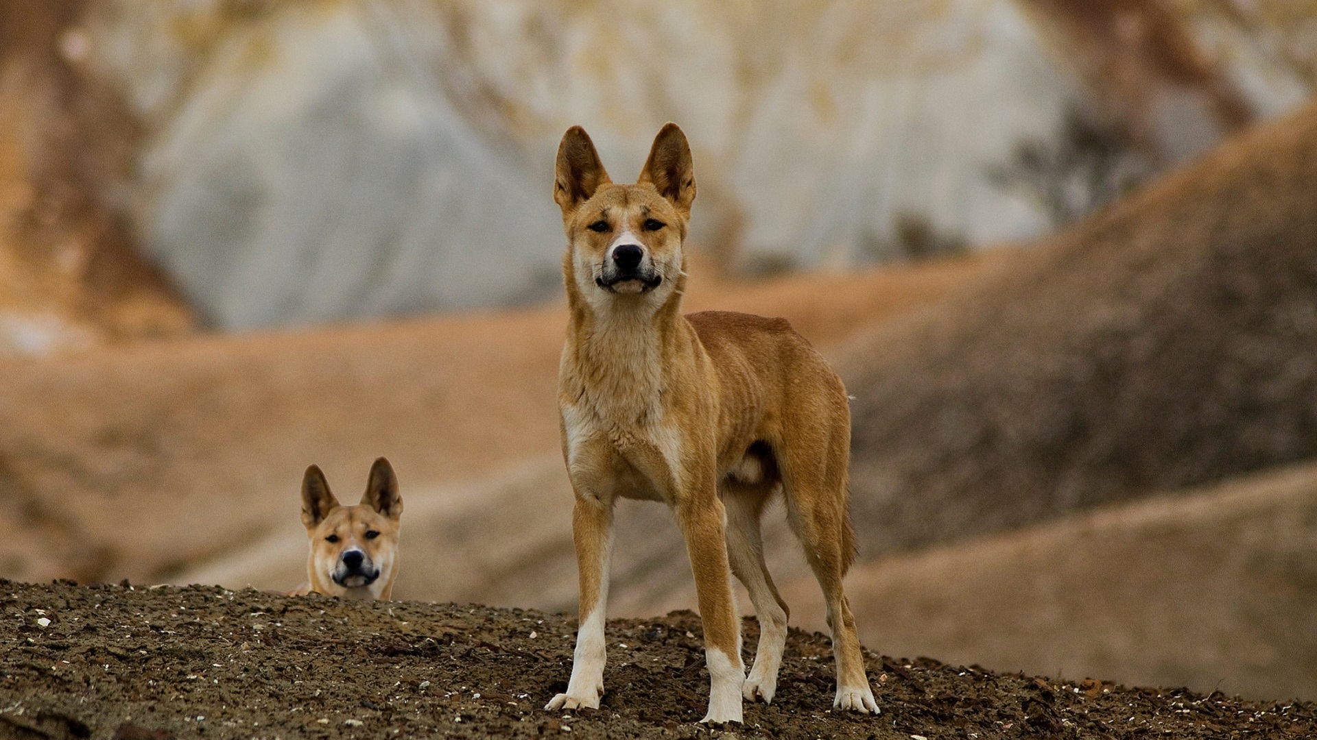 Pesticides to blame for bigger dingoes?