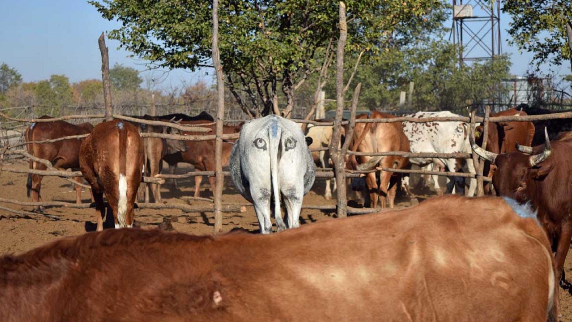 Paint eyes on a cow’s butt to stop lion attacks