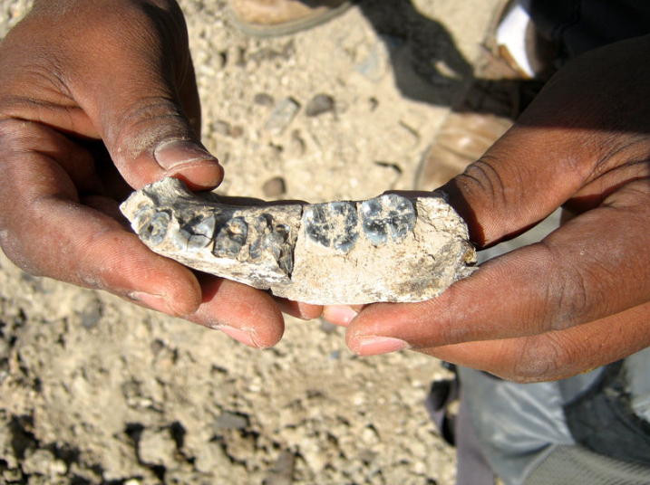 Jaw bone discovery may rewrite human history