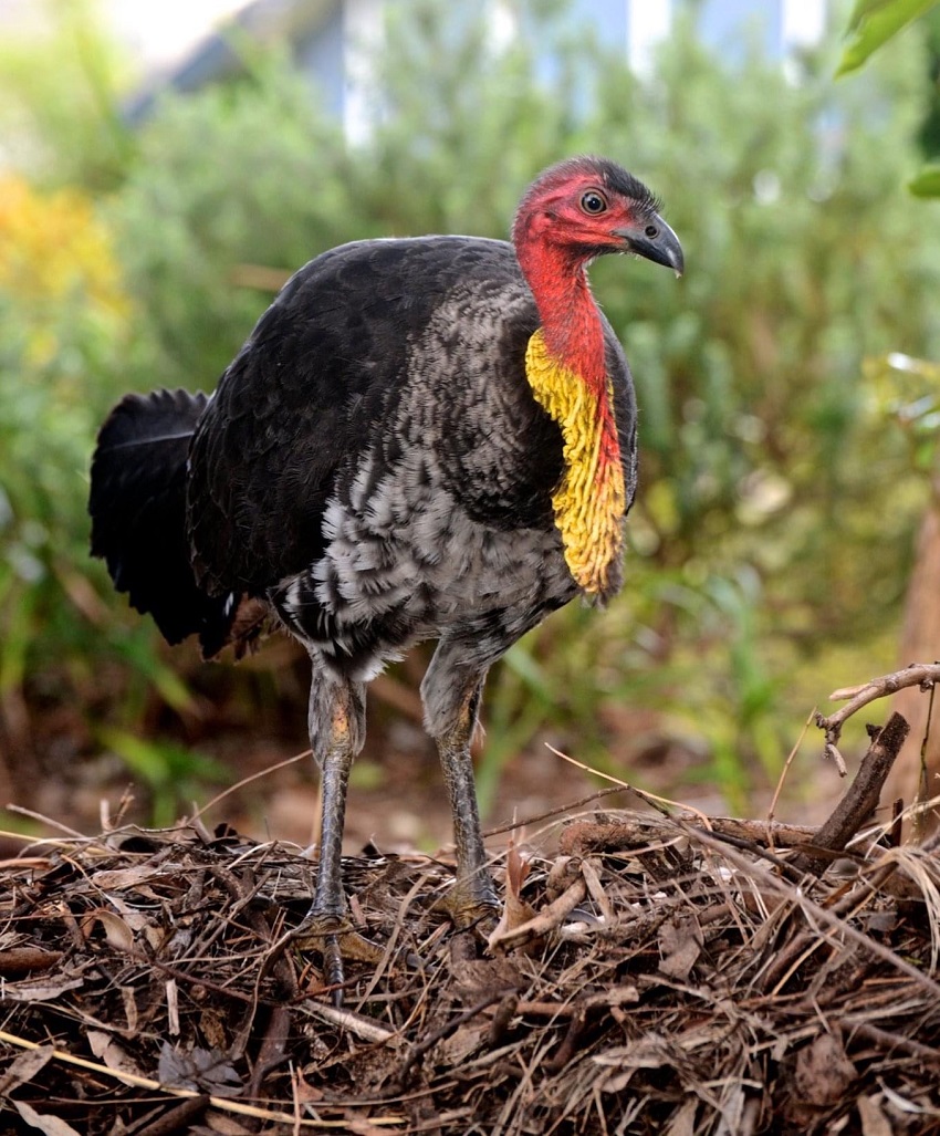 Aust. Brush turkey dr john martin