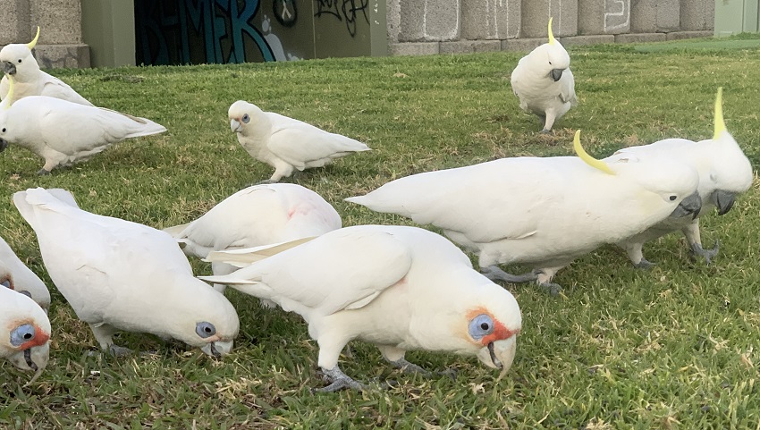 Mixed flock sulphur crested cockatoo little corella long billed corella dr john martin