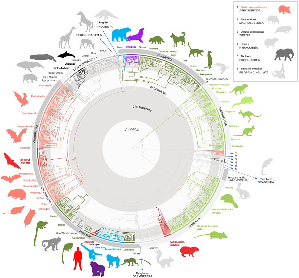 Circular tree showing how animals are related.