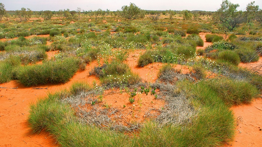 How spinifex grasses got their ring shapes