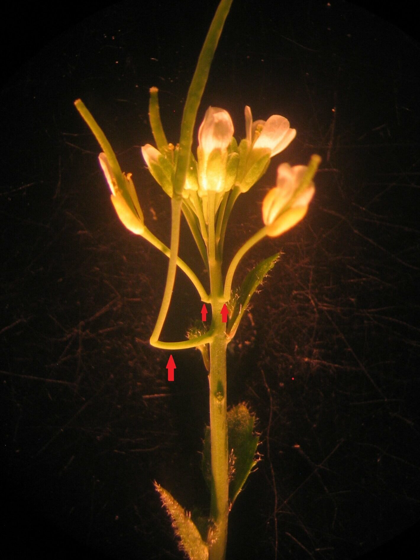 悬臂，因其支撑花茎的悬臂功能而得名，是野生型拟南芥在短日照下延迟开花的结果。