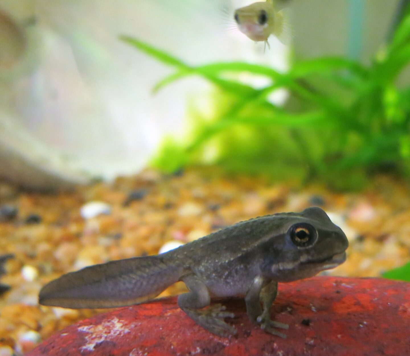 The native australian tadpole bottom species threatened by the presence of the invasive mosquitofish top credit giovanni polverino